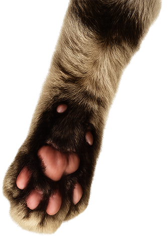 Cat Paw